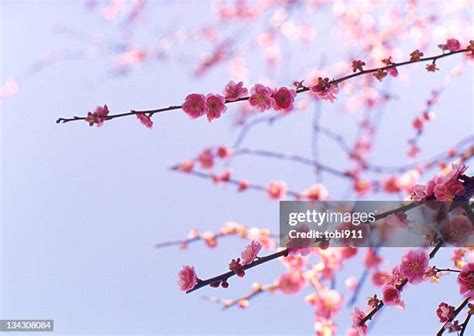 桃花圖|3,533 桃花 Stock Photos, High